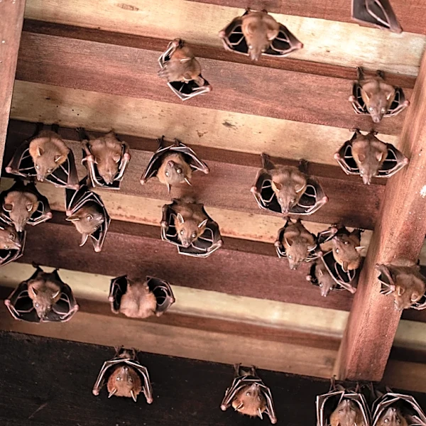 What To Do If You Find A Bat In Your Attic