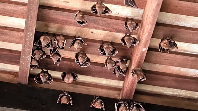 What To Do If You Find A Bat In Your Attic