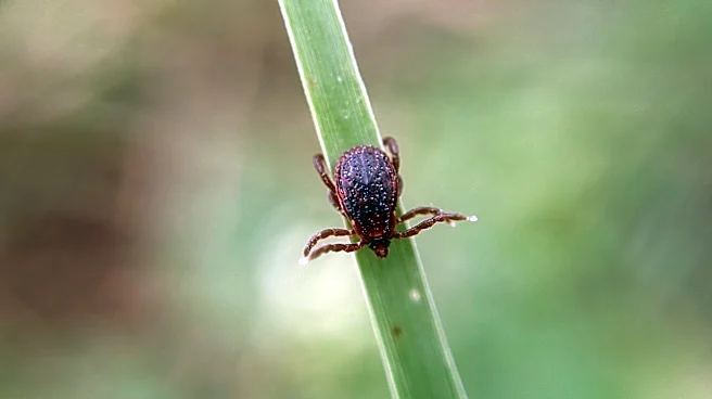 Be Warned: This Berry Bush Is Like A Magnet For Ticks In Your Yard