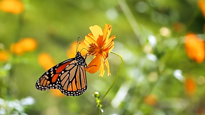 Hang This Common Kitchen Scrap & Watch Butterflies Flock To Your Backyard