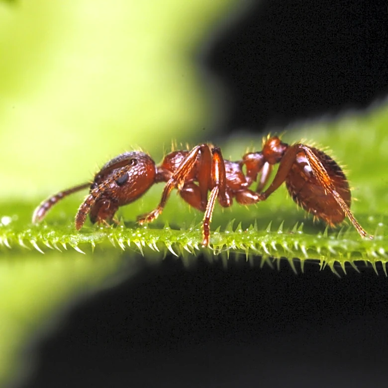 Forget Diatomaceous Earth: The Garden-Friendly Way To Banish Ants From Your Outdoor Spaces