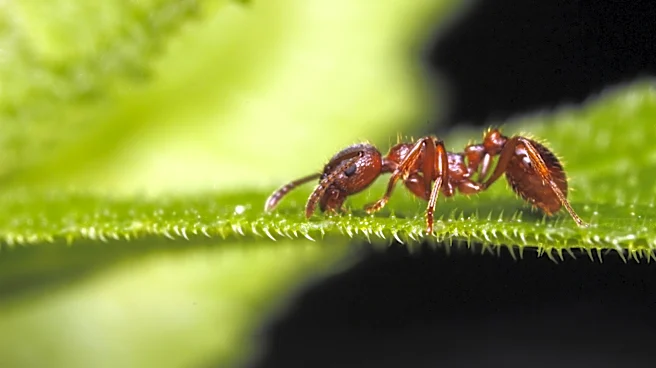 Forget Diatomaceous Earth: The Garden-Friendly Way To Banish Ants From Your Outdoor Spaces