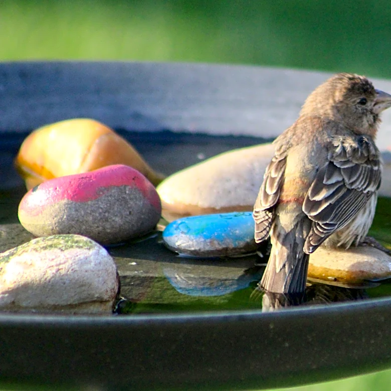 Goodbye Traditional Bird Baths: There's A Cheaper DIY Sitting In Your Recycling Bin