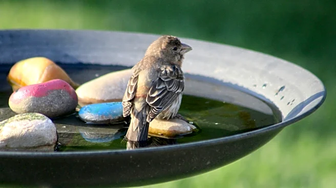 Goodbye Traditional Bird Baths: There's A Cheaper DIY Sitting In Your Recycling Bin