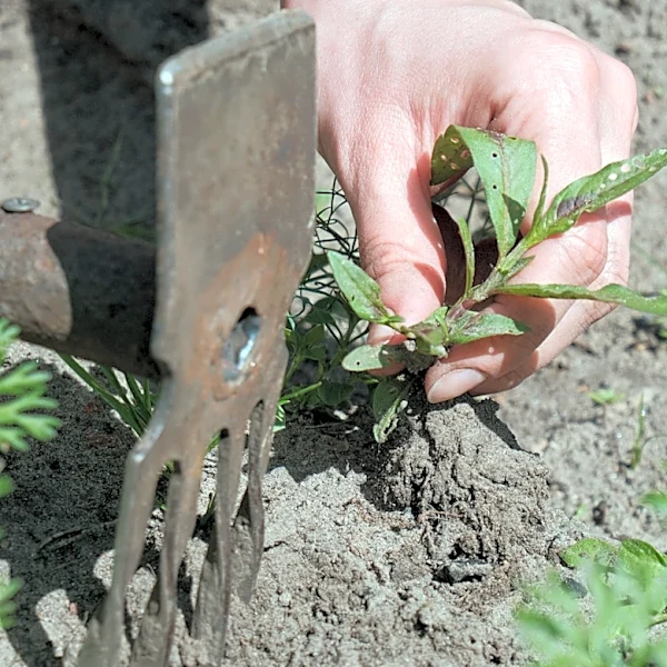 The Answer To Why You Have So Much Crabgrass May Be In Your Soil