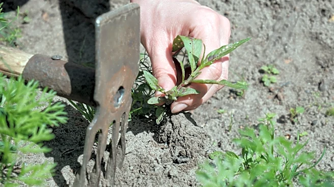 The Answer To Why You Have So Much Crabgrass May Be In Your Soil