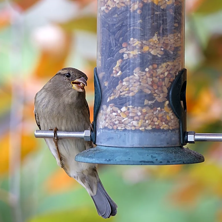 Step Aside, Bulky Bird Feeders: The Beautiful Amazon Find For Your Backyard