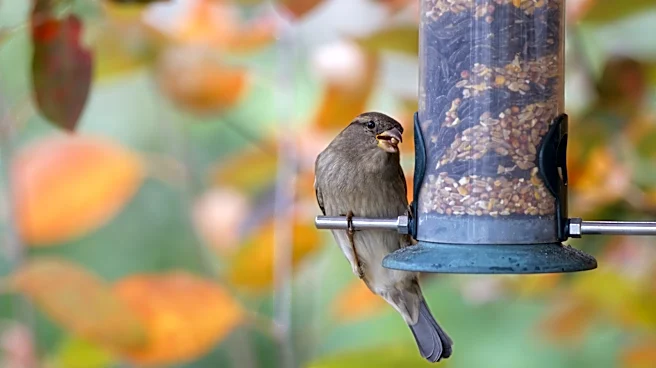 Step Aside, Bulky Bird Feeders: The Beautiful Amazon Find For Your Backyard
