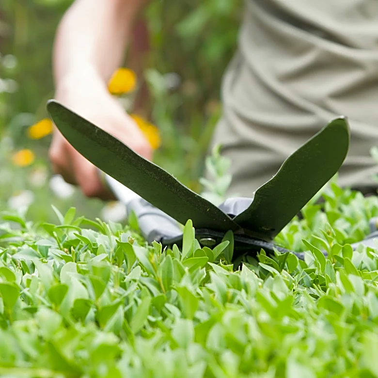 The Shrub Gardeners Love For Privacy Quickly Forms A Dense And Versatile Hedge