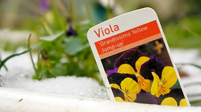 You Can Do Better Than Plastic Plant Tags: Here's The Eco-Friendly Alternative To Use Instead