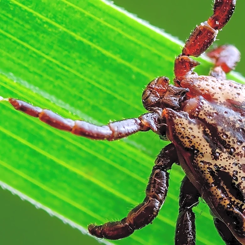 Be Warned: This Invasive Grass Is A Haven For Ticks In Your Yard