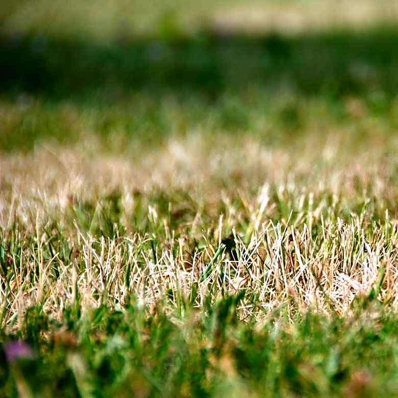 No Garden Tool Needed: The Easier Way To Tell If Your Grass Is Dead Or Just Dormant