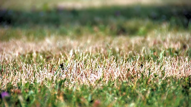 No Garden Tool Needed: The Easier Way To Tell If Your Grass Is Dead Or Just Dormant