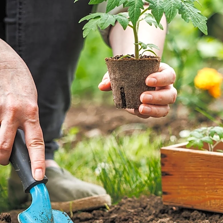 Not Miracle-Gro: The Gross Tomato Fertilizer That's Garden Gold