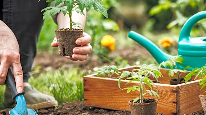 Not Miracle-Gro: The Gross Tomato Fertilizer That's Garden Gold