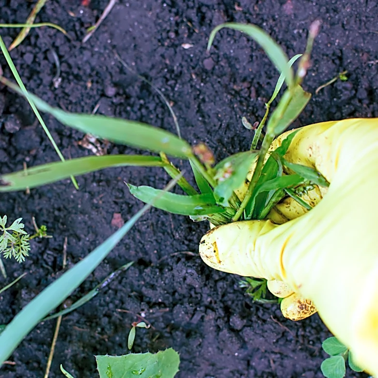 Say Bye To Messy Landscape Barriers: The Household Waste You Could Use To Suppress Weeds