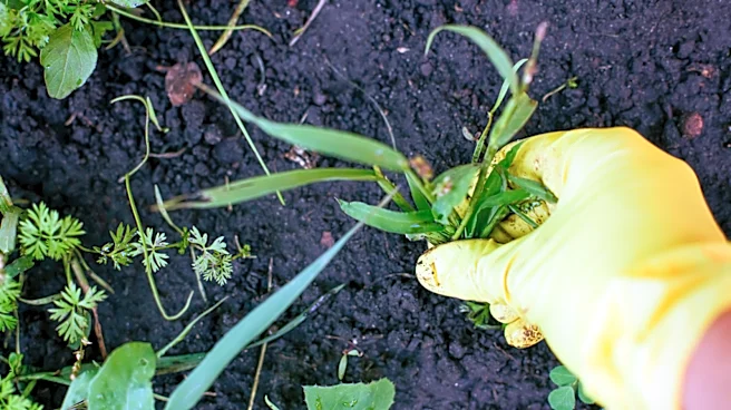 Say Bye To Messy Landscape Barriers: The Household Waste You Could Use To Suppress Weeds