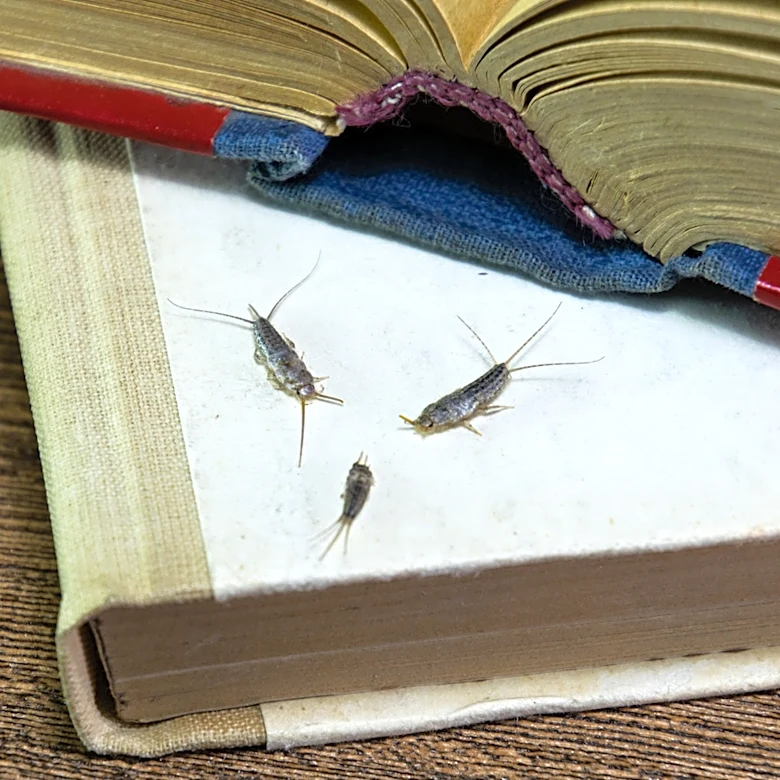 How To Repel Silverfish With A Fresh-Smelling Essential Oil They Can't Stand