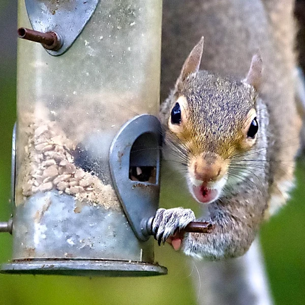 What To Do Immediately If There's A Squirrel Stuck In Your Bird Feeder