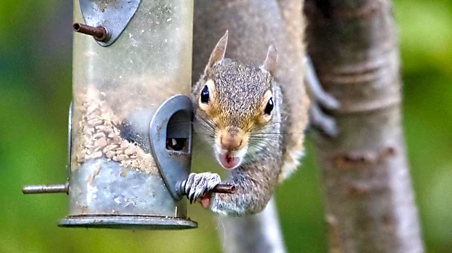 What To Do Immediately If There's A Squirrel Stuck In Your Bird Feeder