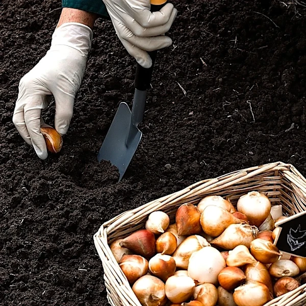 Our Pro Gardener's Picks For The Best Spring Bulbs To Plant This Fall