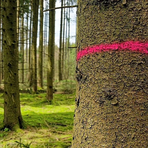 What Does A Pink Ribbon On A Tree Mean?