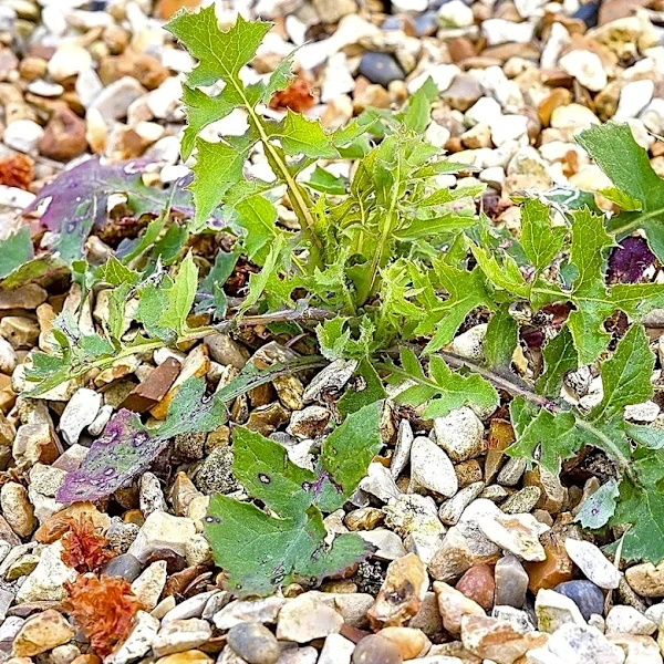 How Deep Do Gravel Driveways Need To Be To Keep Weeds From Growing?