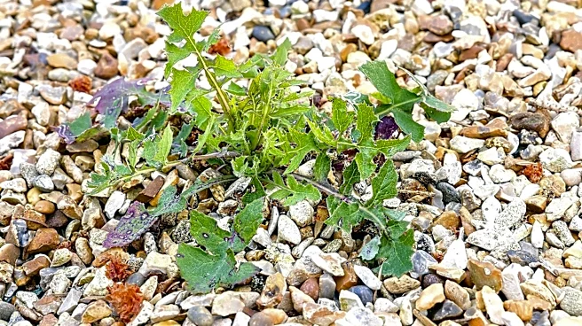 How Deep Do Gravel Driveways Need To Be To Keep Weeds From Growing?