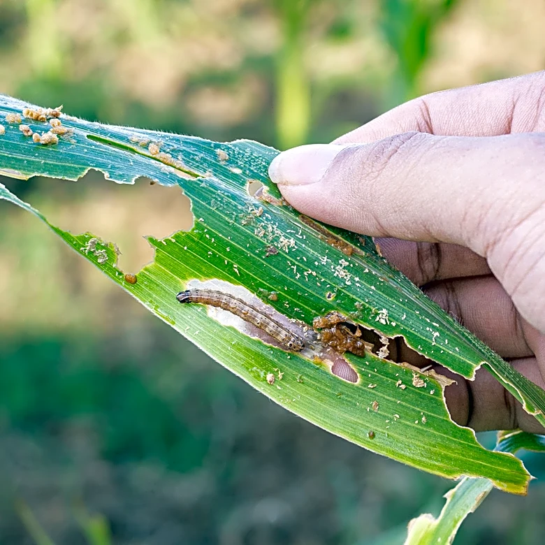 Say Goodbye To Armyworms With The Help Of A Garden Store Staple