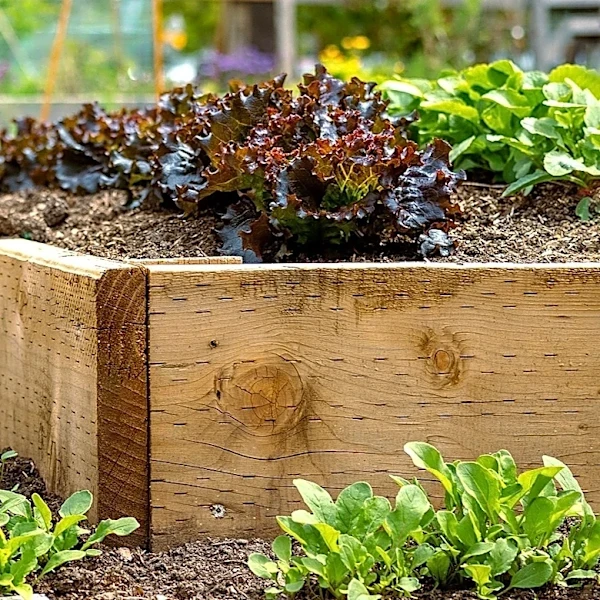Not Regular Wood: The Durable Material To Use For Stronger Raised Garden Beds