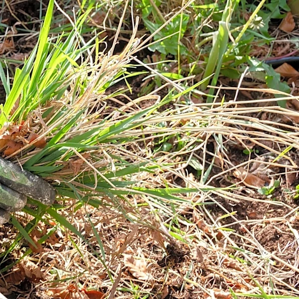 Not Landscape Fabric: Use This Common Household Waste To Say Bye To Weeds