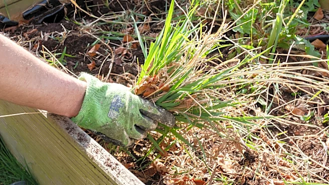 Not Landscape Fabric: Use This Common Household Waste To Say Bye To Weeds