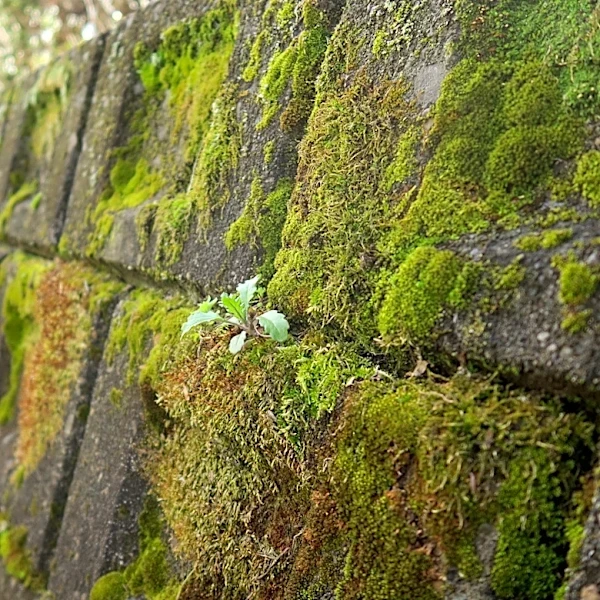 Will Homeowners Insurance Cover A Failing Retaining Wall?