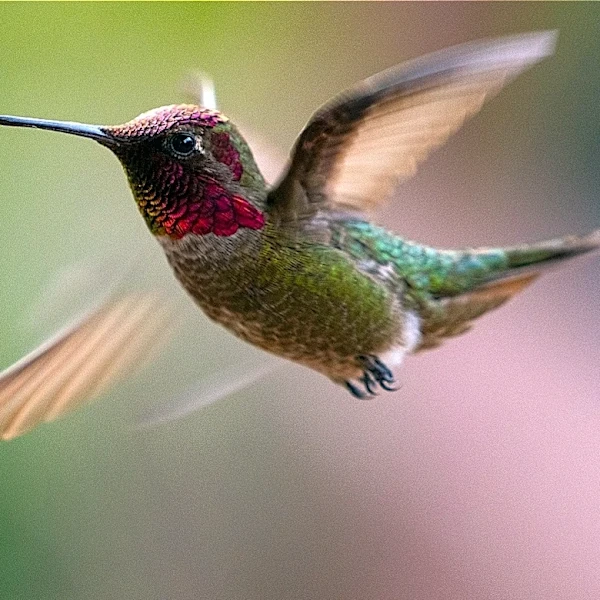 Plant This Compact Purple Flower In September For A Spring Garden Full Of Hummingbirds