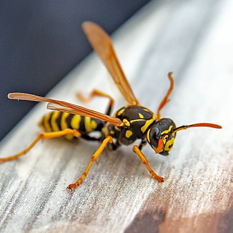 Say Goodbye To Wasps: The One Thing You Must Keep Out Of Your Yard