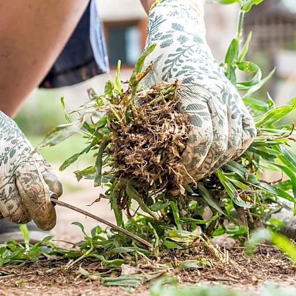 How To Deal With These Nasty Lawn Weeds In September