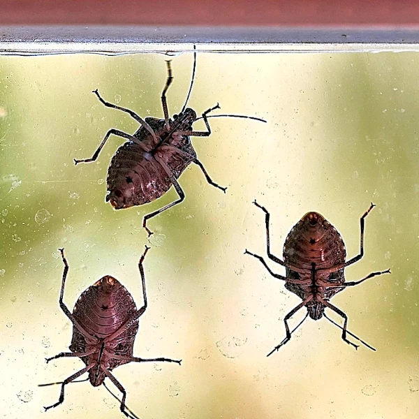 September Is Stink Bug Season: The Most Likely Places They're Hiding