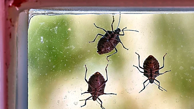 September Is Stink Bug Season: The Most Likely Places They're Hiding