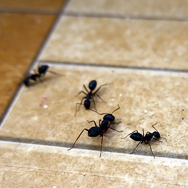 Make Your Home Less Attractive To Ants With The Help Of A Common Household Appliance