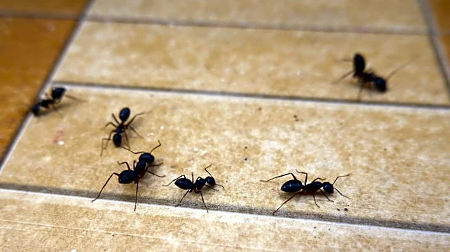 Make Your Home Less Attractive To Ants With The Help Of A Common Household Appliance