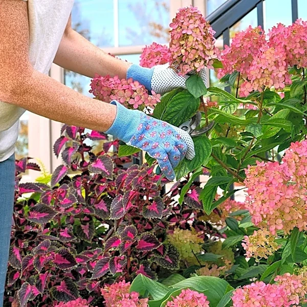 What Is The 1/3 Rule For Hydrangeas To Encourage Growth?