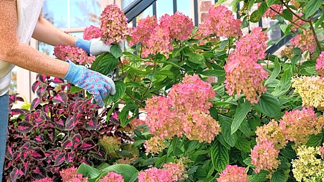 What Is The 1/3 Rule For Hydrangeas To Encourage Growth?