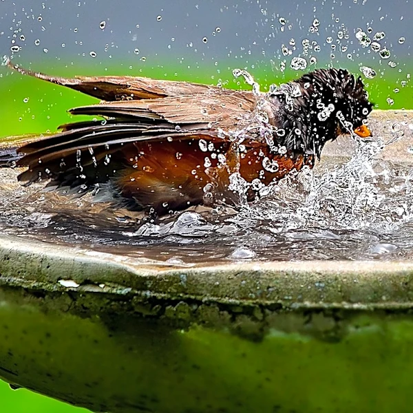 Goodbye Traditional Bird Baths: This Solar Option Provides Visitors With Fresh Water
