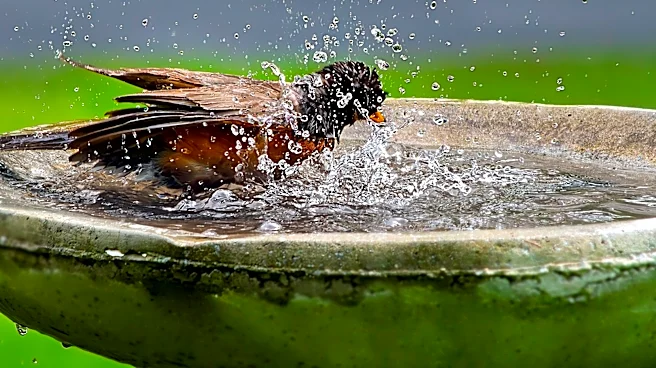 Goodbye Traditional Bird Baths: This Solar Option Provides Visitors With Fresh Water