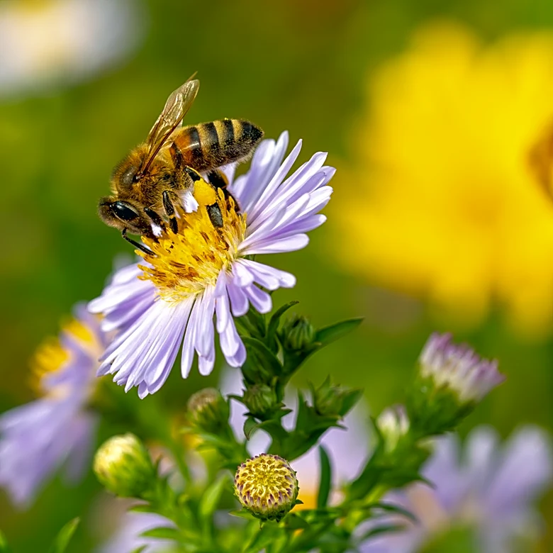 Not Flowers Or Bird Baths: The Surprising Yard Features Pollinators Love