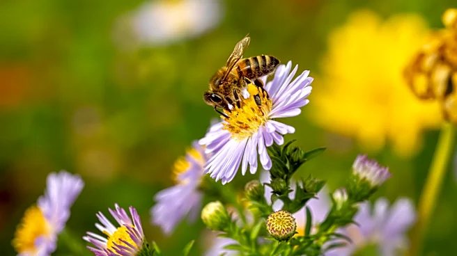 Not Flowers Or Bird Baths: The Surprising Yard Features Pollinators Love