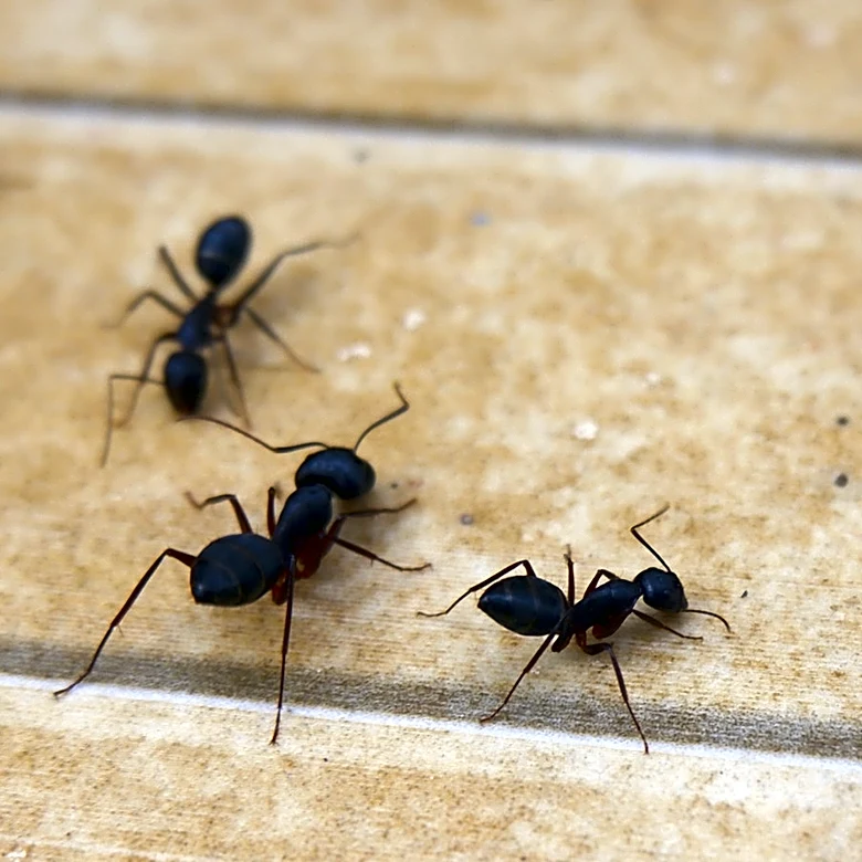 Should You Kill Ants When You Find Them In Your House?
