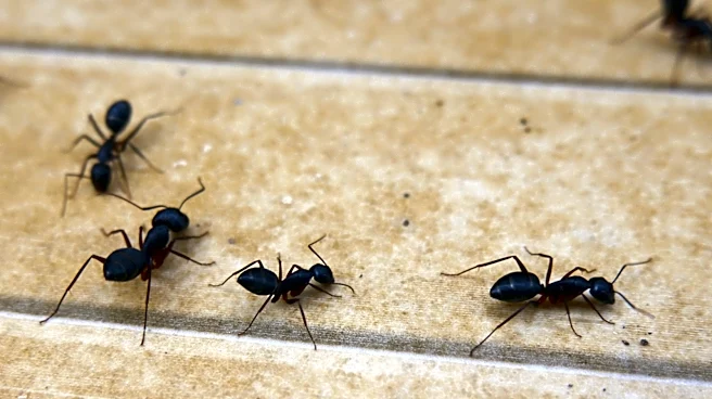 Should You Kill Ants When You Find Them In Your House?