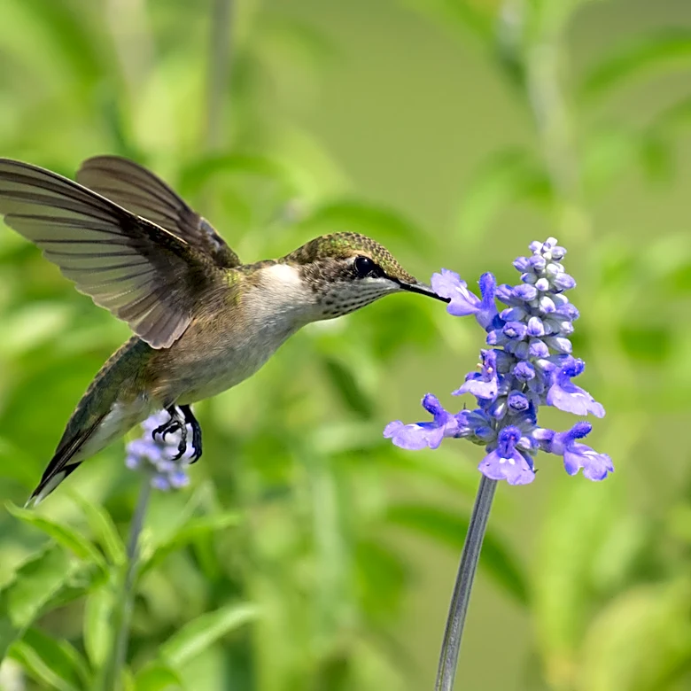 The Bright Flower That Attracts Hummingbirds All Summer And Into Fall (It's Not Salvia)
