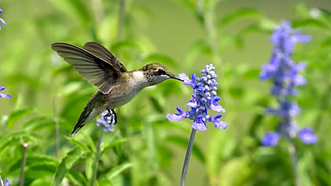 The Bright Flower That Attracts Hummingbirds All Summer And Into Fall (It's Not Salvia)